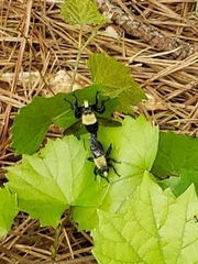 Laphria flavicollis