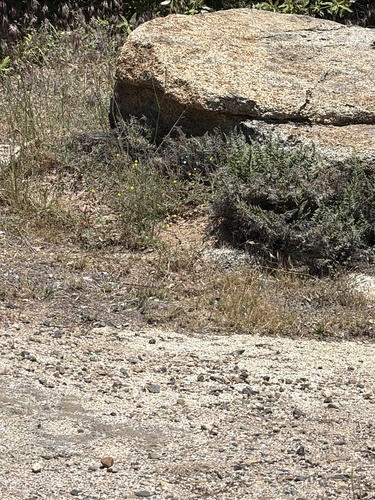 iNaturalist observation photo of Western Whiptail