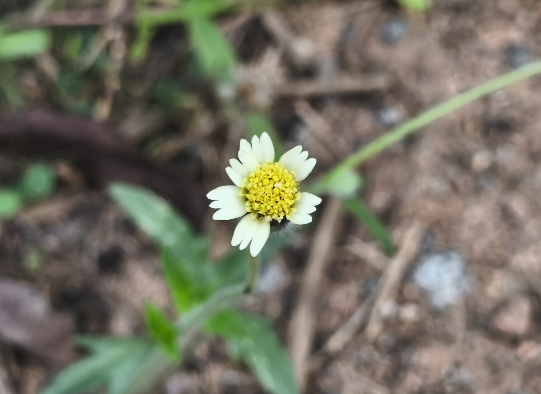 Tridax procumbens