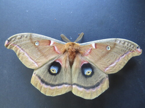 Polyphemus moth