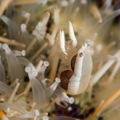 Image of Gnathophylloides mineri
