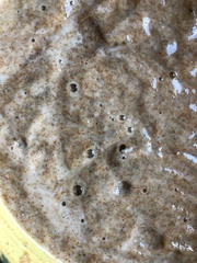 Saccharomyces cerevisiae