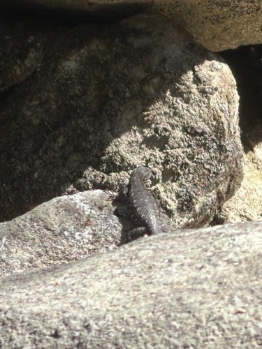 iNaturalist observation photo of Western Fence Lizard