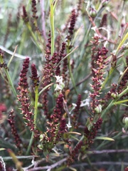 Stillingia linearifolia