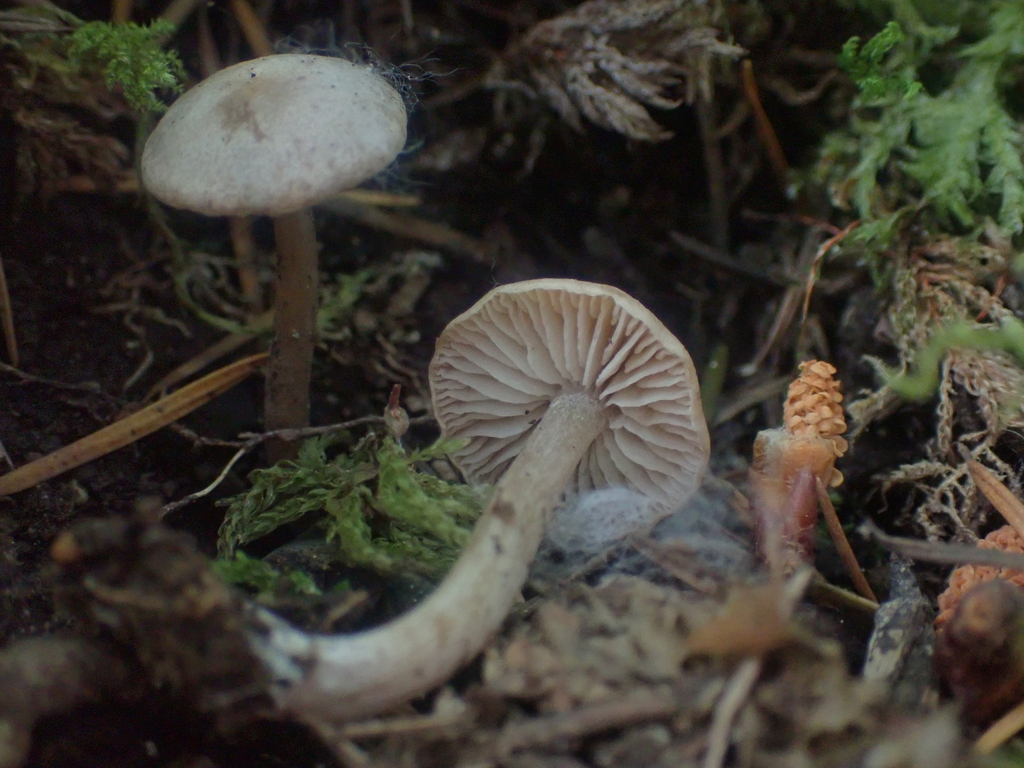 Pseudolaccaria pachyphylla