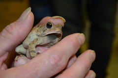 Anaxyrus fowleri