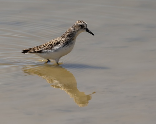 Semipalmated Sandpiper