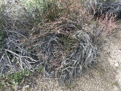 Stillingia linearifolia