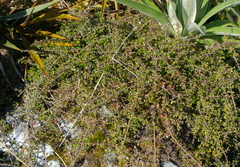 Coprosma depressa