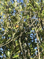 Malpighia emarginata