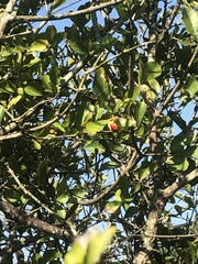 Malpighia emarginata