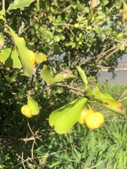 Malpighia emarginata