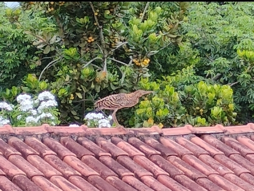 Rufescent Tiger-Heron