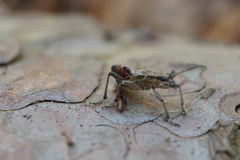 Dendrochernes cyrneus