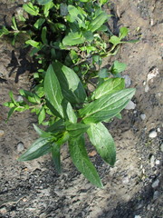 Veronica anagallis-aquatica