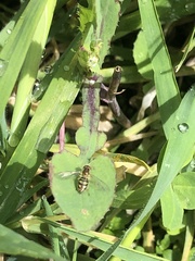 Toxomerus marginatus