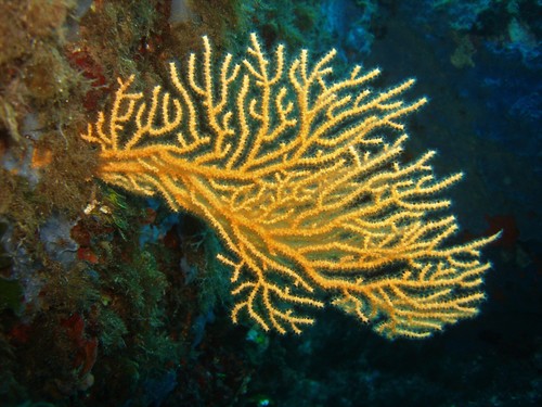 Yellow Gorgonian, photo 6 of 9