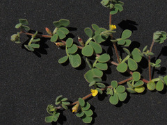 Acmispon maritimus brevivexillus