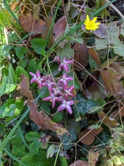 Epimedium
