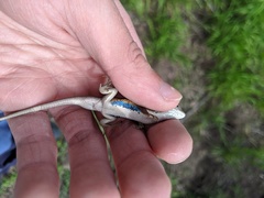 Sceloporus slevini