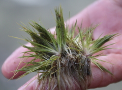 Trithuria inconspicua