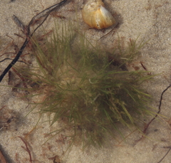 Trithuria inconspicua