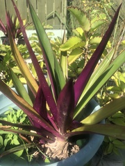 Tradescantia spathacea