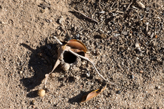 Harpactirella lightfooti