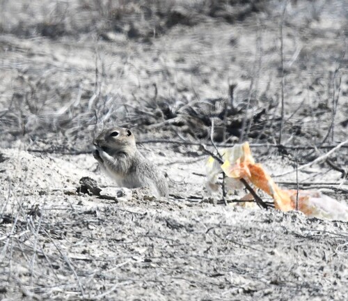 Piute Ground Squirrel observed by toadfish