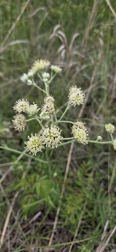 Hymenopappus scabiosaeus, photograph 6