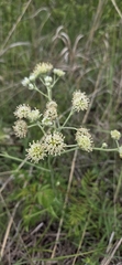 Hymenopappus scabiosaeus, photograph author not stated, no rights reserved
