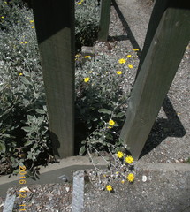 Brachyglottis greyi