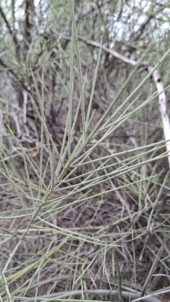 Prosopis sericantha Gillies ex Hook. 4