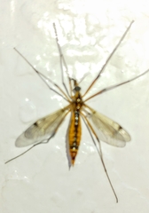 Tipulidae