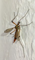 Tipulidae
