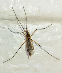 Tipulidae