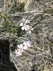 Phlox stansburyi