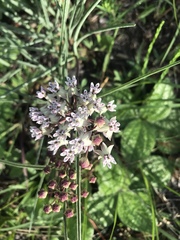 Asclepias michauxii