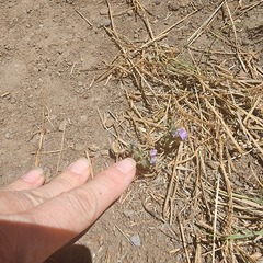 Astragalus nuttallianus, photograph (c) Lyrae, some rights reserved (CC BY)