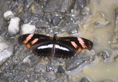 Podotricha telesiphe