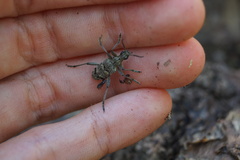 Dendrochernes cyrneus