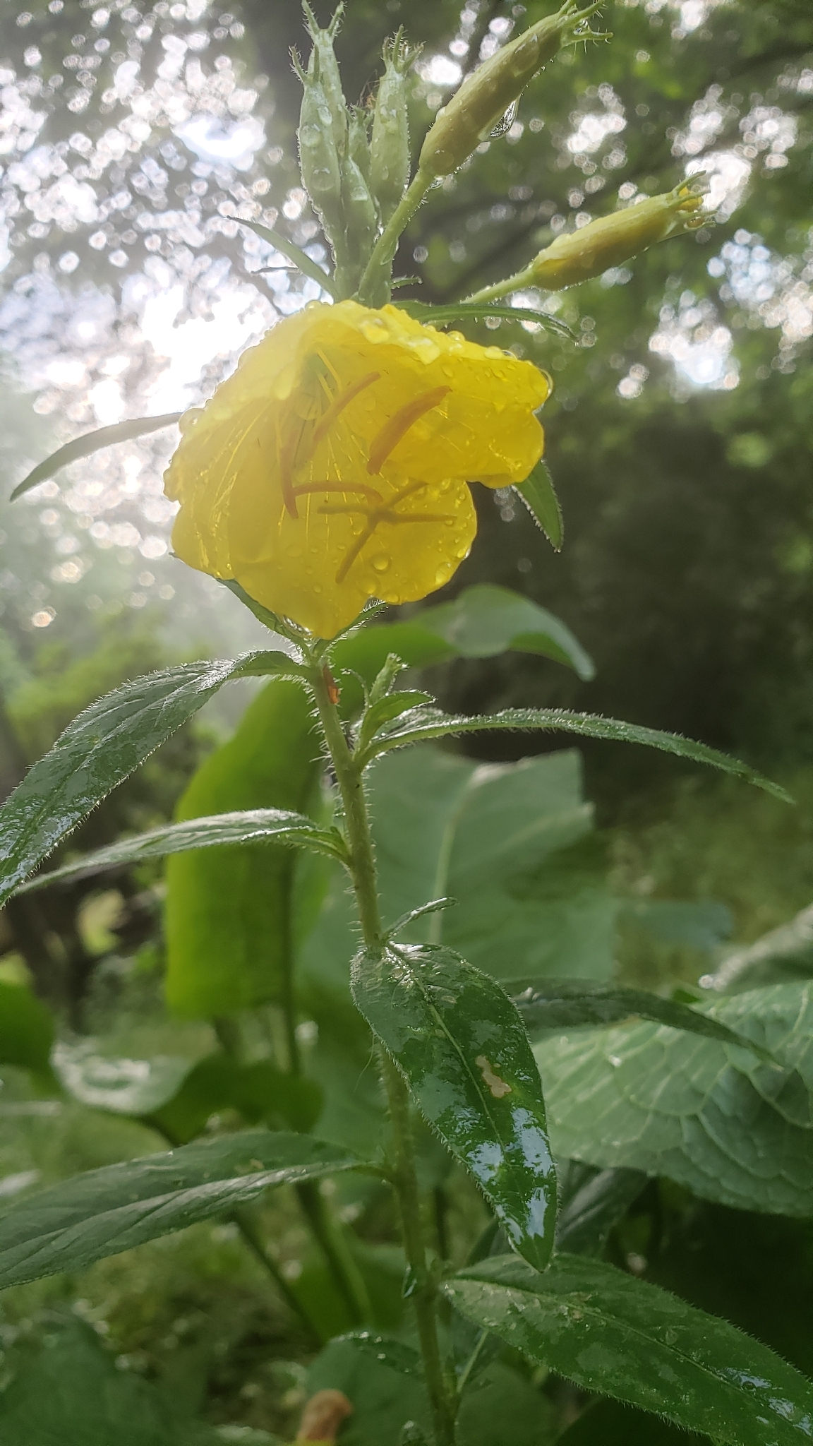 Common evening primrose