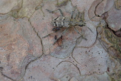 Dendrochernes cyrneus