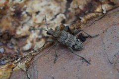 Dendrochernes cyrneus