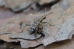 Dendrochernes cyrneus