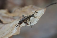 Dendrochernes cyrneus