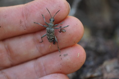 Dendrochernes cyrneus