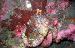 Protula bispiralis