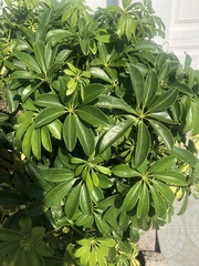 Heptapleurum arboricola