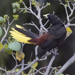 Psarocolius decumanus